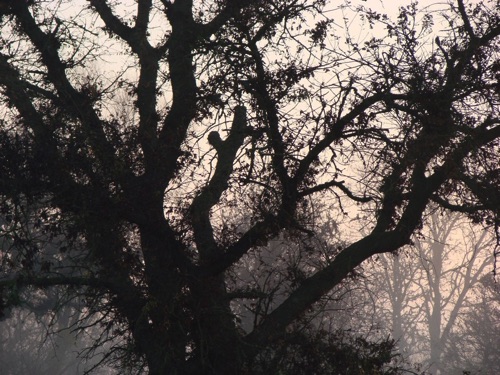Rough Tree, Soft Mist